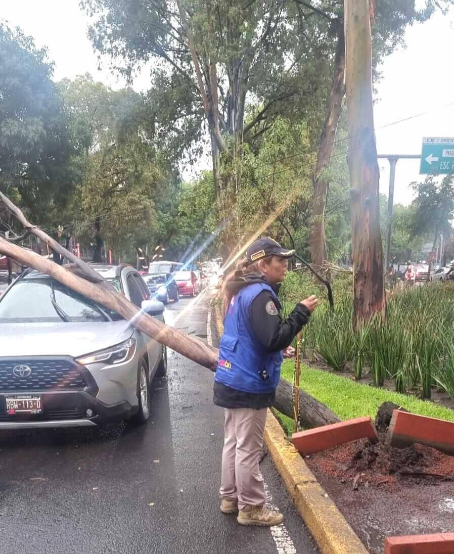 Lluvias dejan 23 árboles caídos en Coyoacán