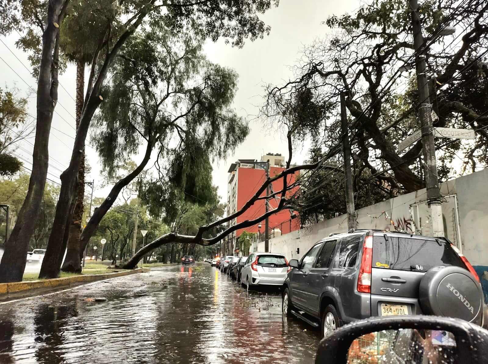 Lluvias dejan 23 árboles caídos en Coyoacán